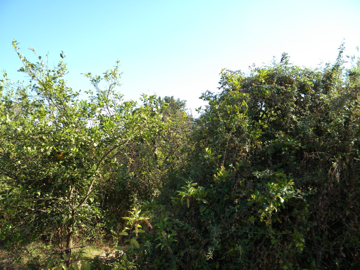 DSCN8157 .JPG
